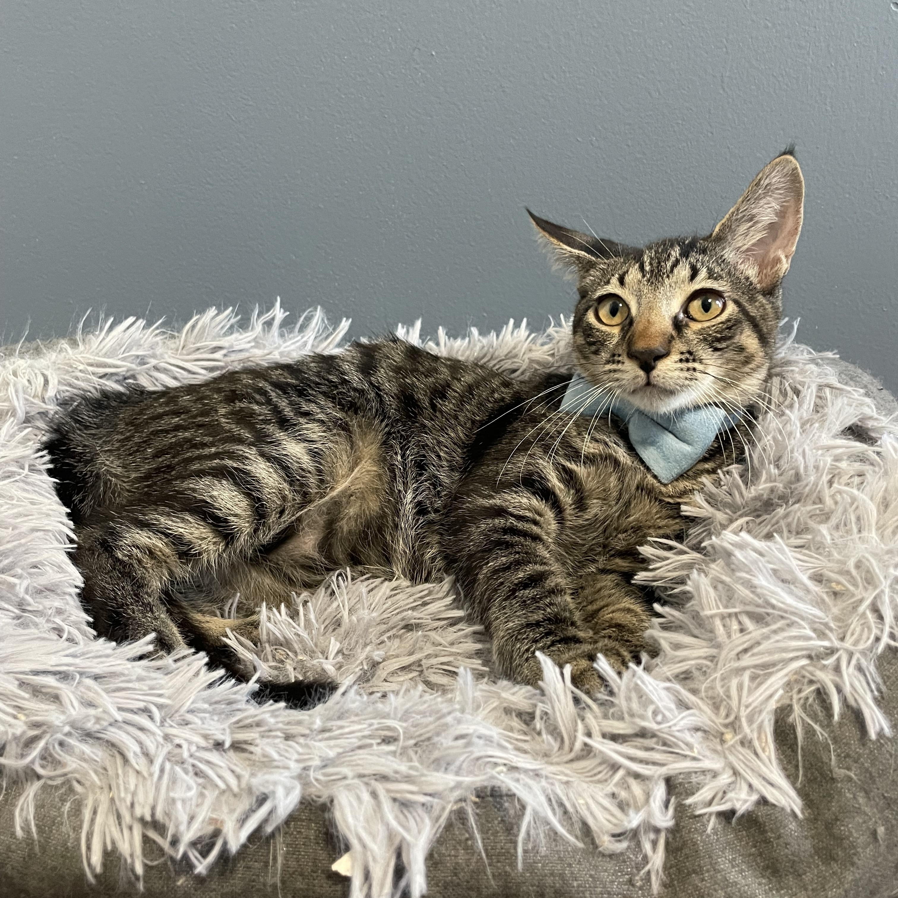 Enlarge Nicky, a ADOPTABLE Domestic Short Hair in Bayside, NY image 5/6