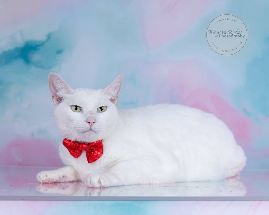 Frosty, a Adoptable Turkish Angora in East Providence, RI image 4/6