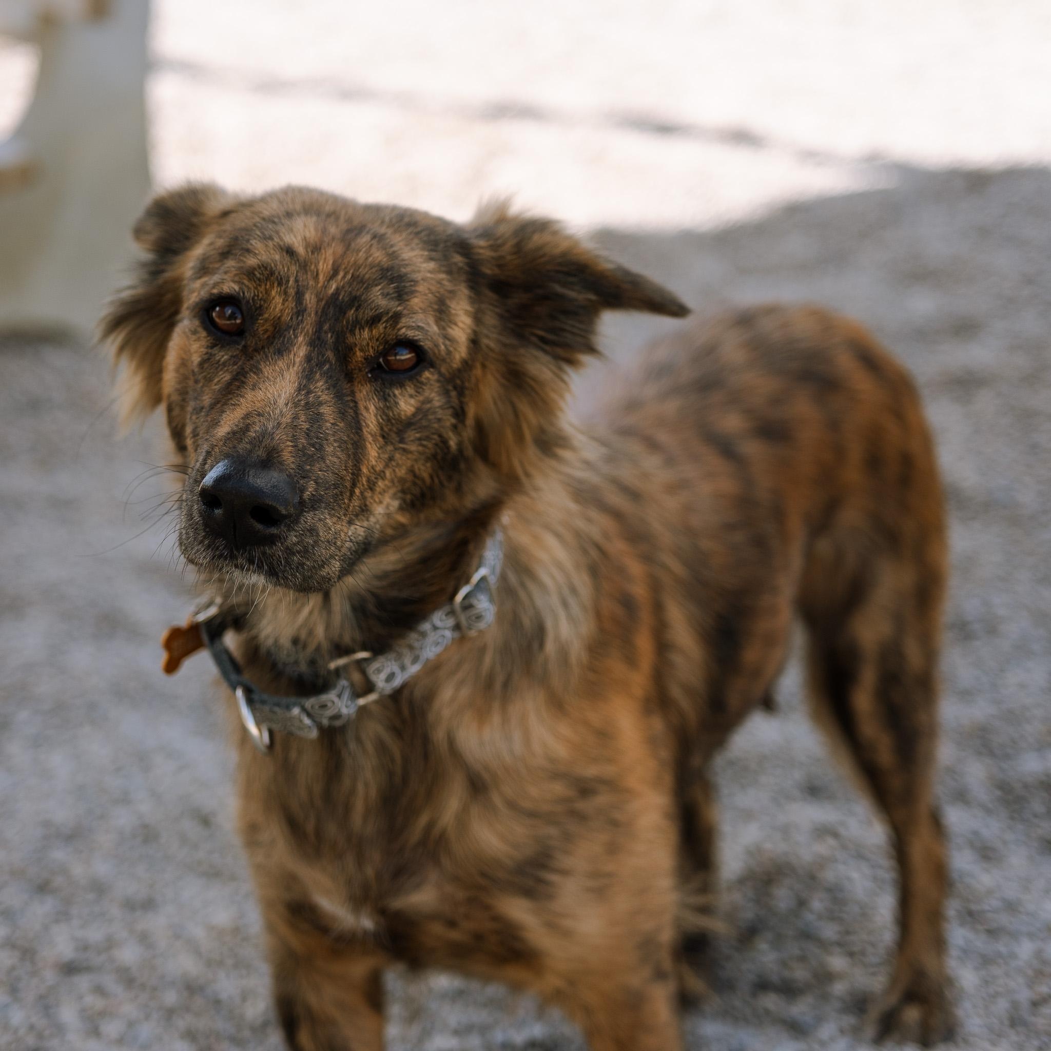 Enlarge Tika, a ADOPTABLE mixed breed in Cincinnati, OH image 1/4