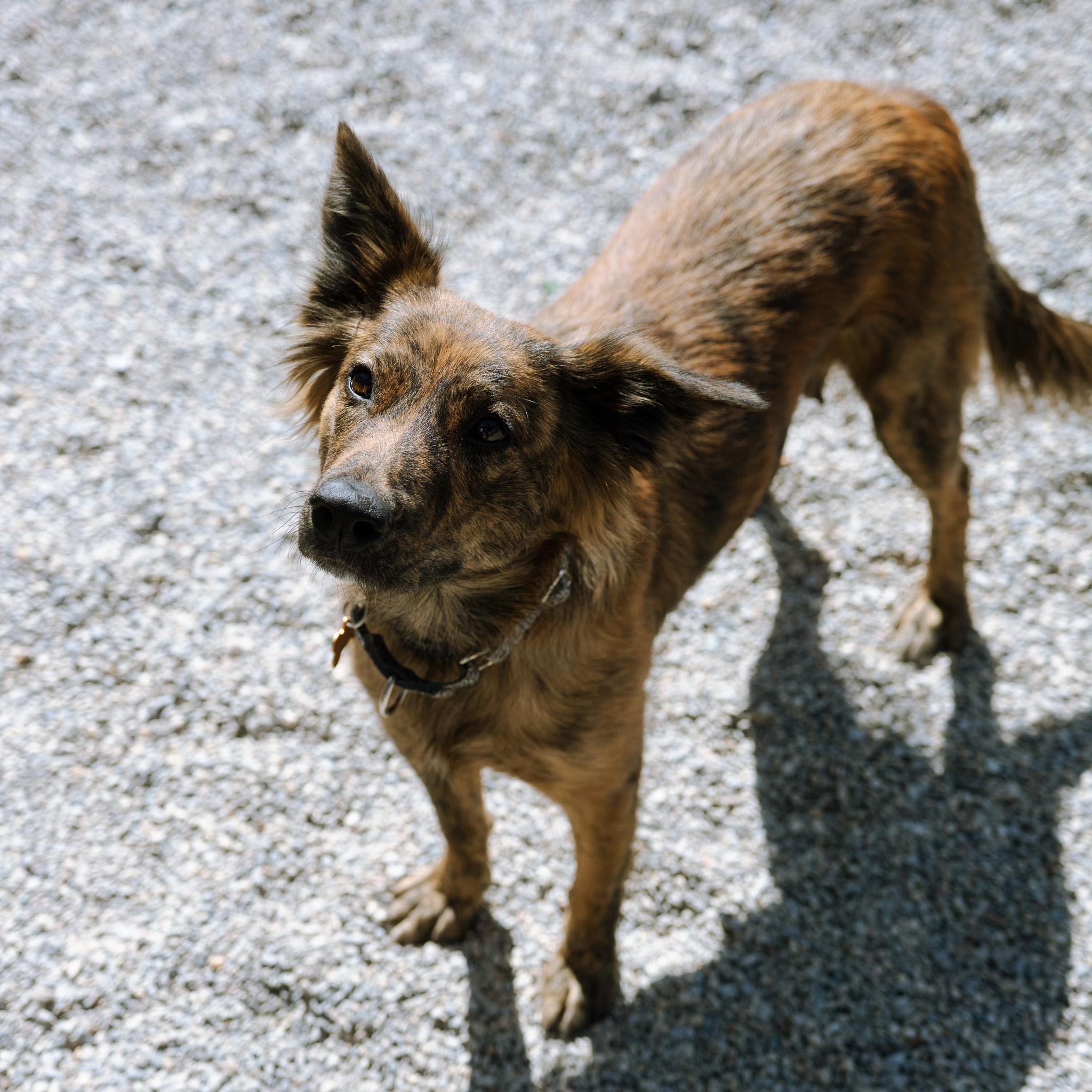 Enlarge Tika, a ADOPTABLE mixed breed in Cincinnati, OH image 2/4