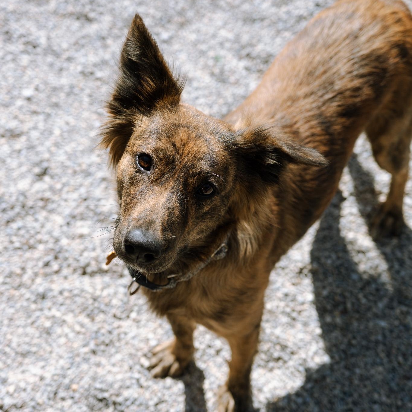 Enlarge Tika, a ADOPTABLE mixed breed in Cincinnati, OH image 4/4