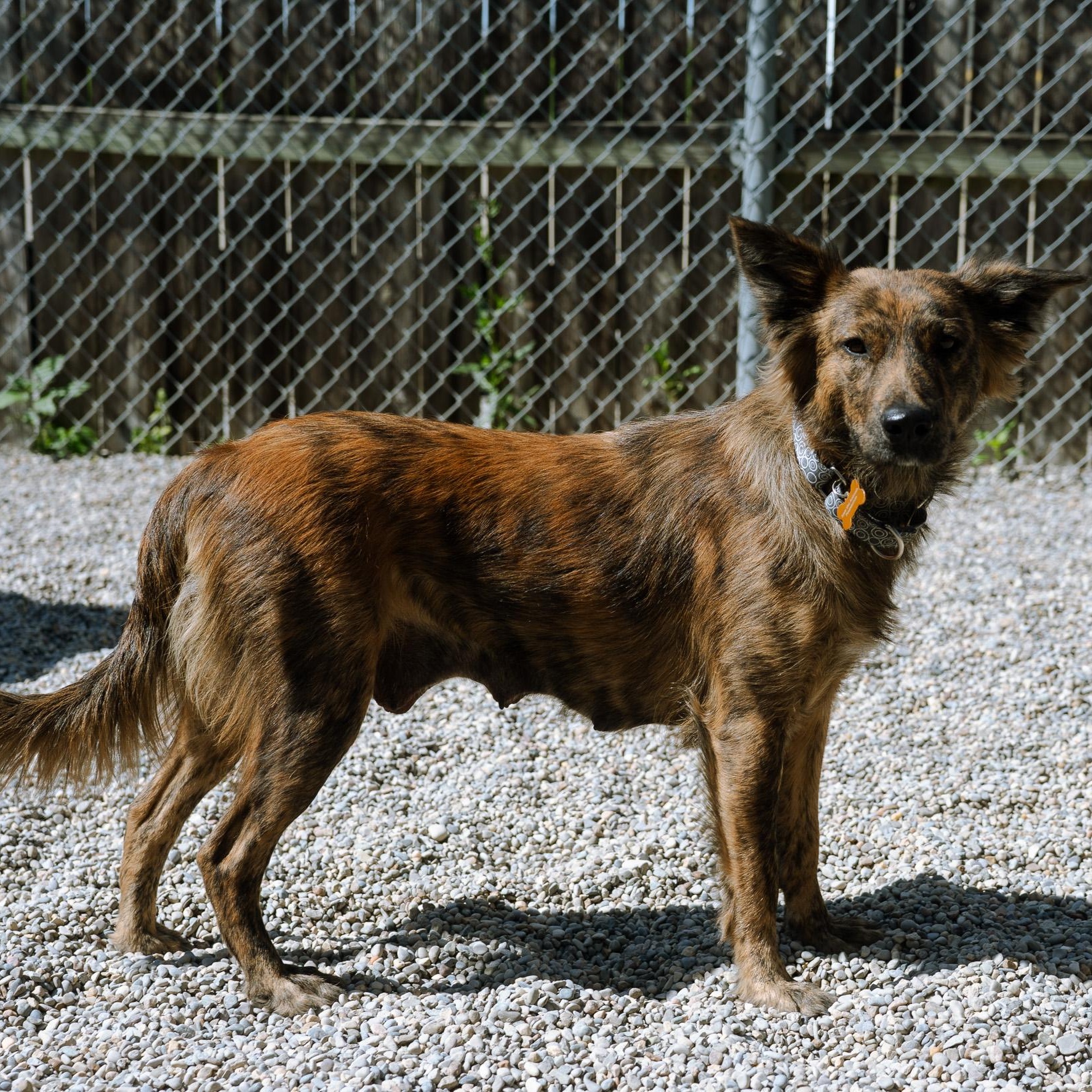 Enlarge Tika, a ADOPTABLE mixed breed in Cincinnati, OH image 3/4