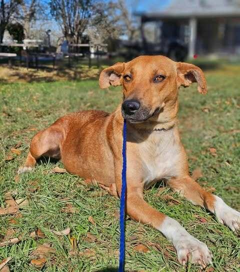 Enlarge Leia, a ADOPTABLE mixed breed in Commerce City, CO image 1/3