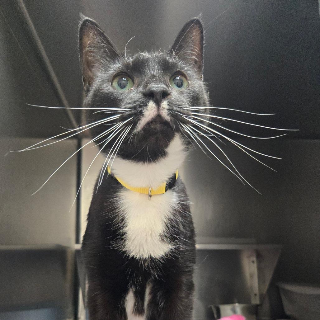 Caterpillar Q3, Adoptable, Adult Female Domestic Short Hair.