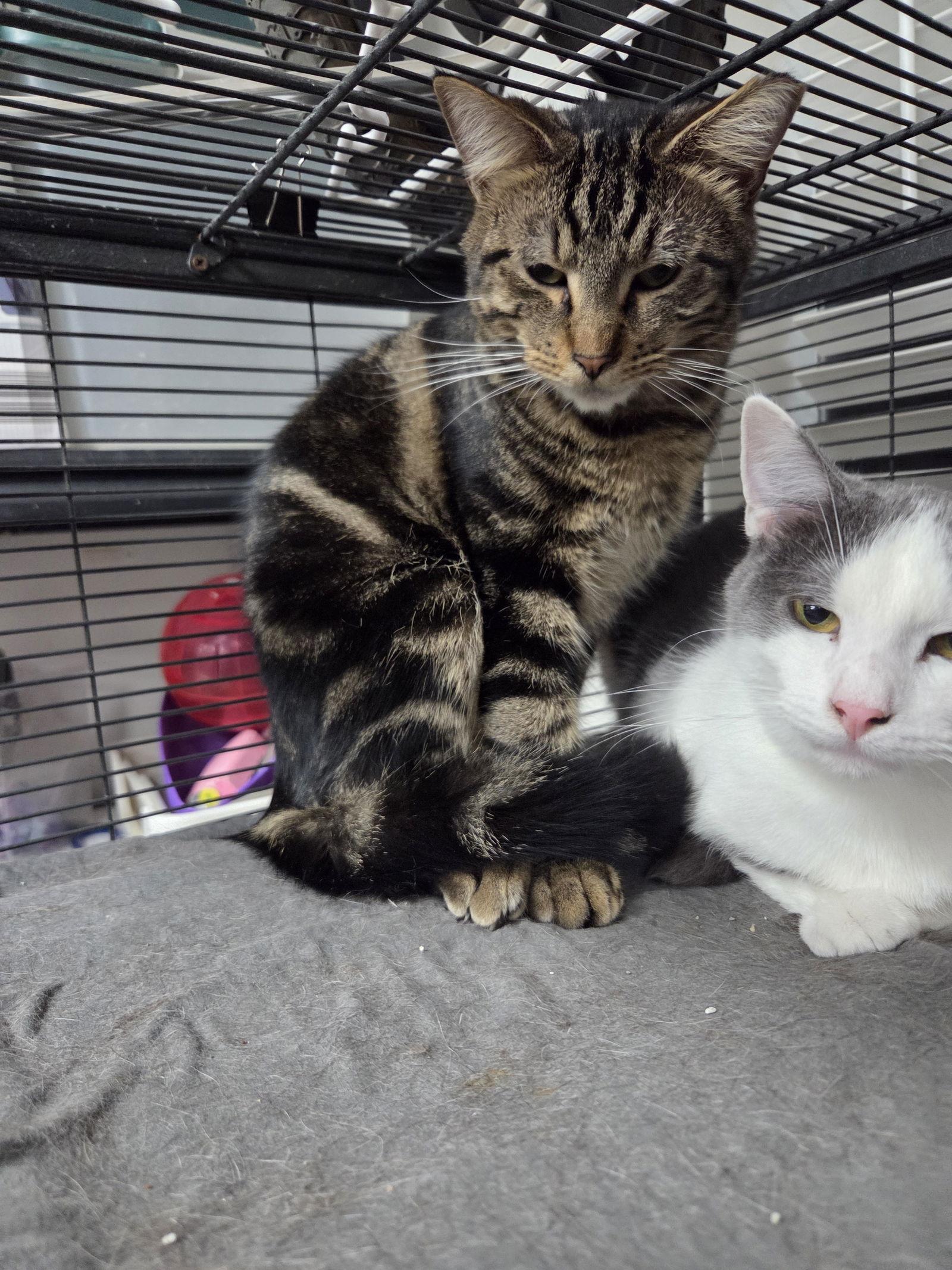 Enlarge Eli, a Adoptable Domestic Short Hair in St. Ann, MO image 1/1