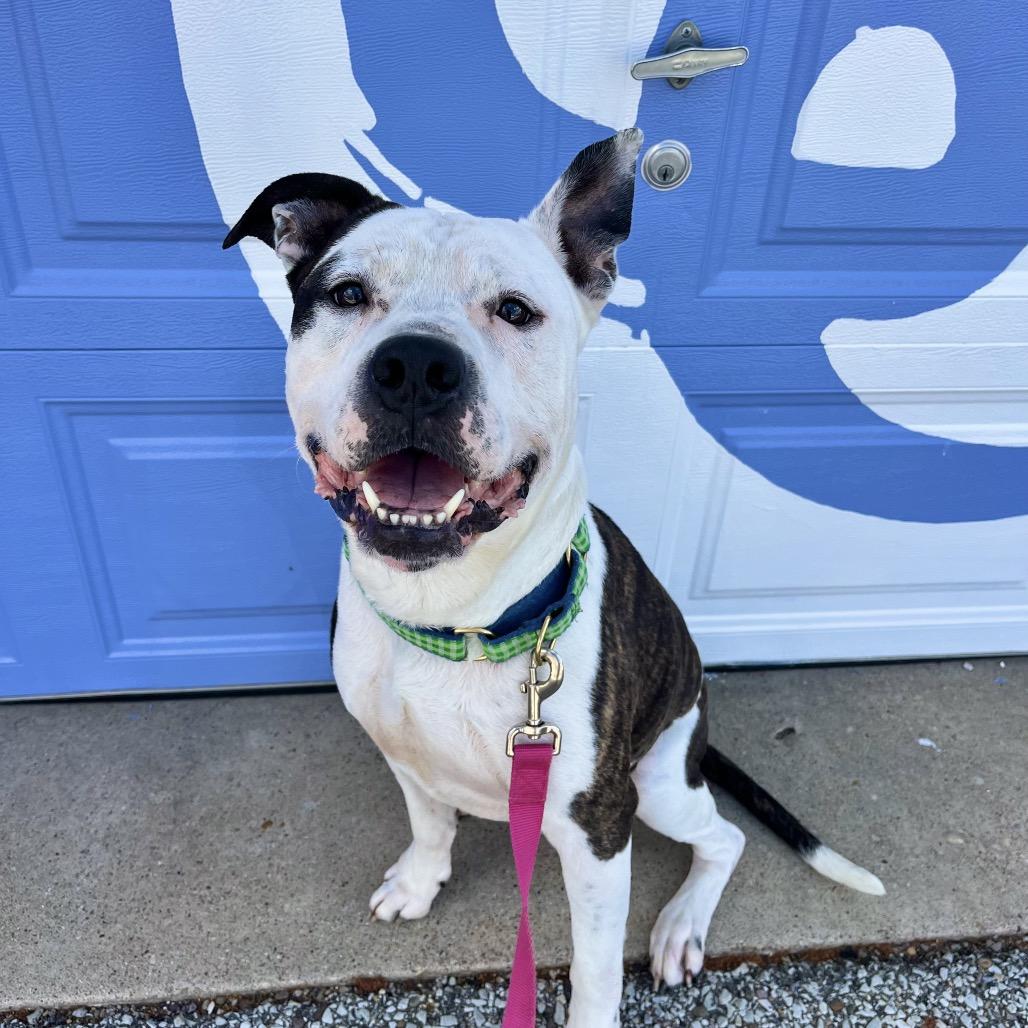 Dally, Adoptable, Adult Male Mixed Breed.