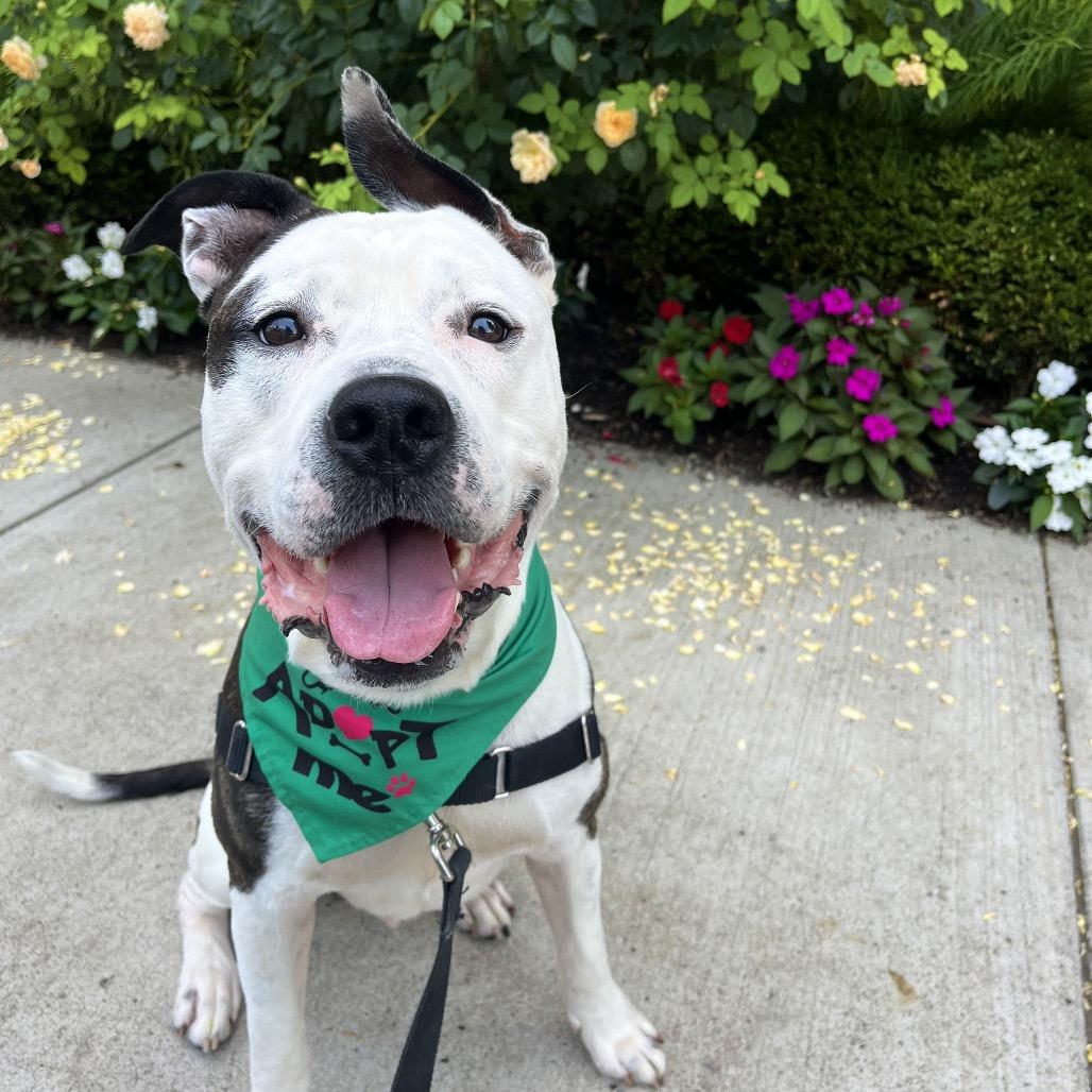 Dally, a Adoptable Mixed Breed in Pittsburgh, PA image 2/6