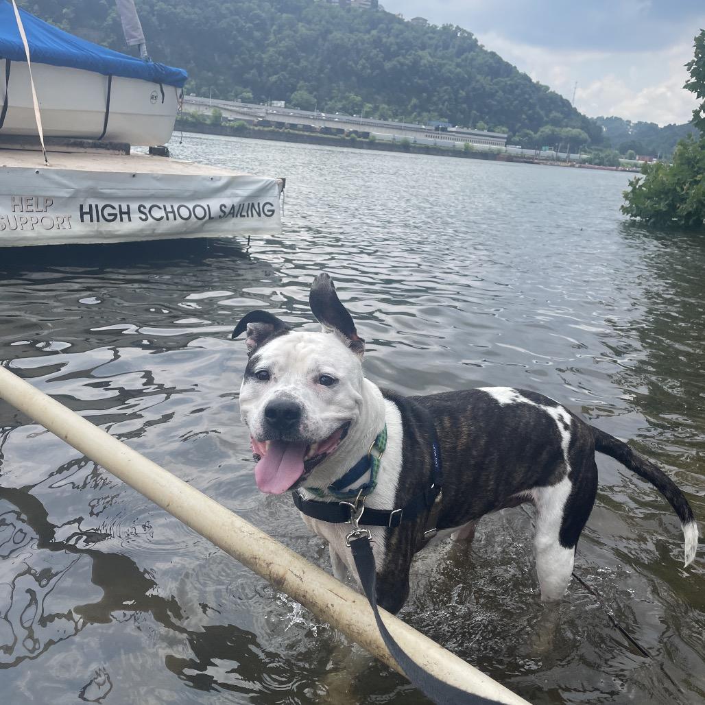 Dally, a Adoptable Mixed Breed in Pittsburgh, PA image 3/6