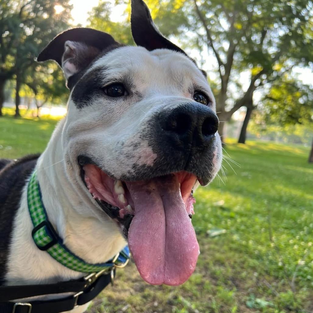 Dally, a Adoptable Mixed Breed in Pittsburgh, PA image 4/6