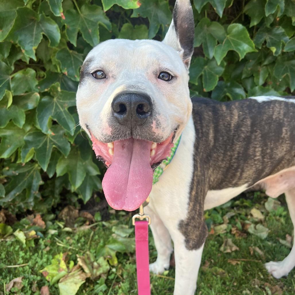 Dally, a Adoptable Mixed Breed in Pittsburgh, PA image 5/6