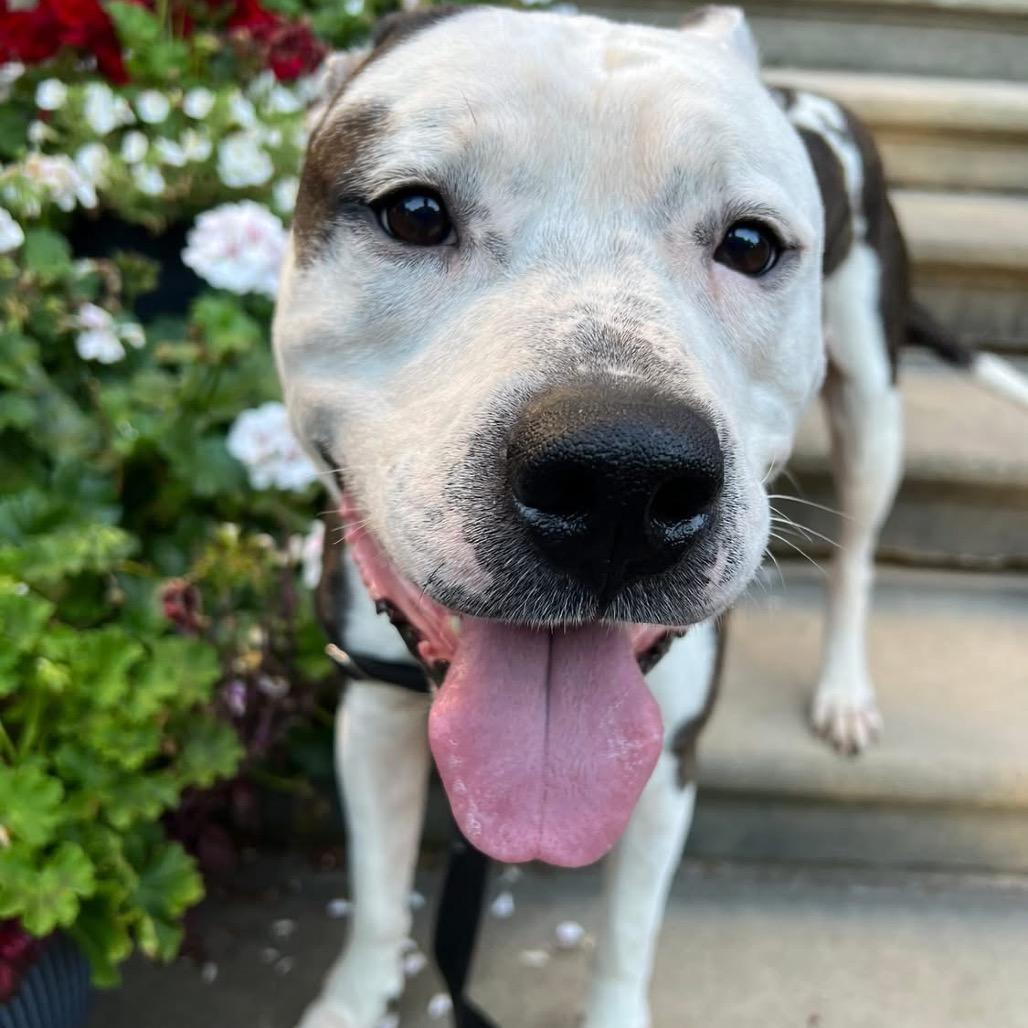 Dally, a Adoptable Mixed Breed in Pittsburgh, PA image 6/6
