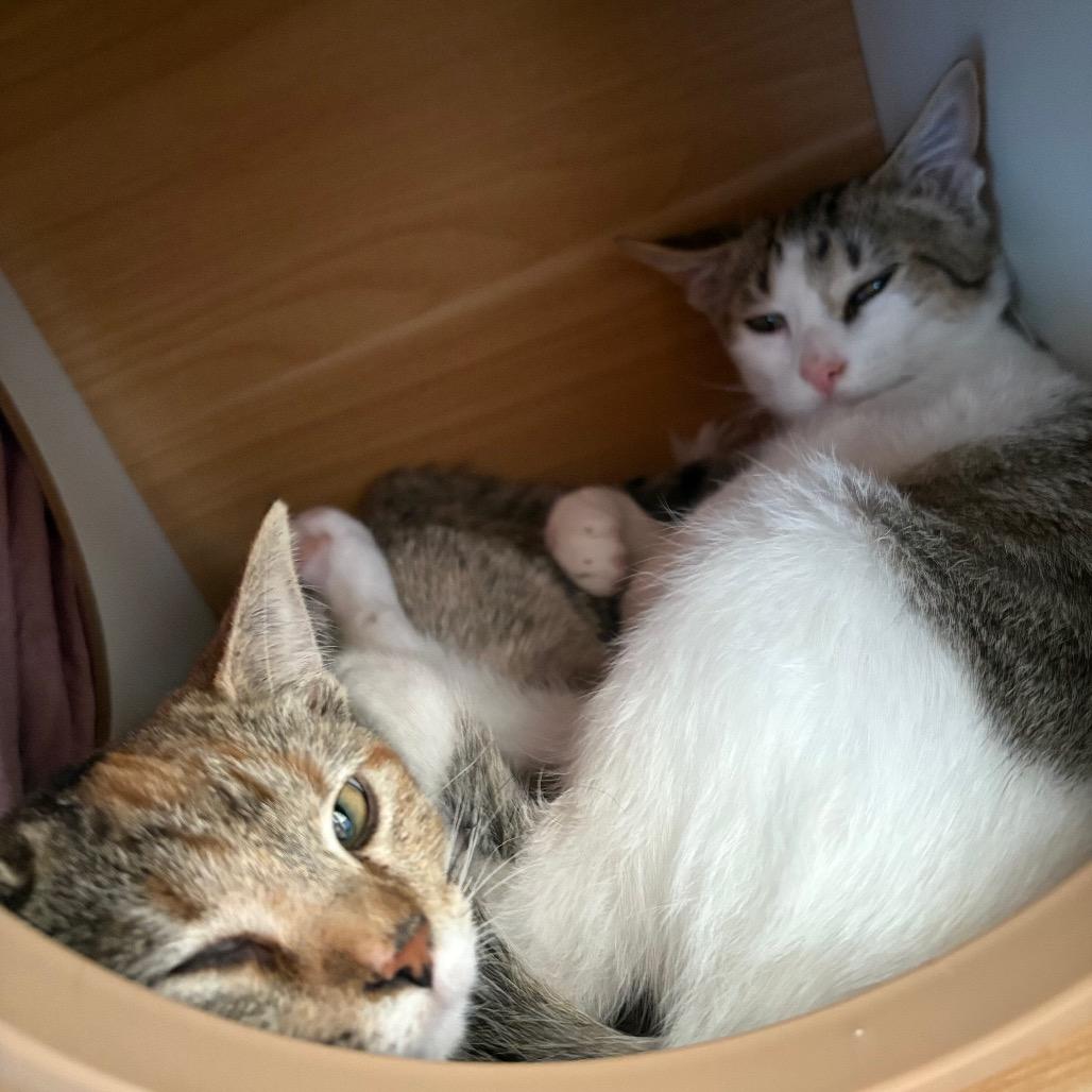 Bangles, Adoptable, Young Female Domestic Short Hair.