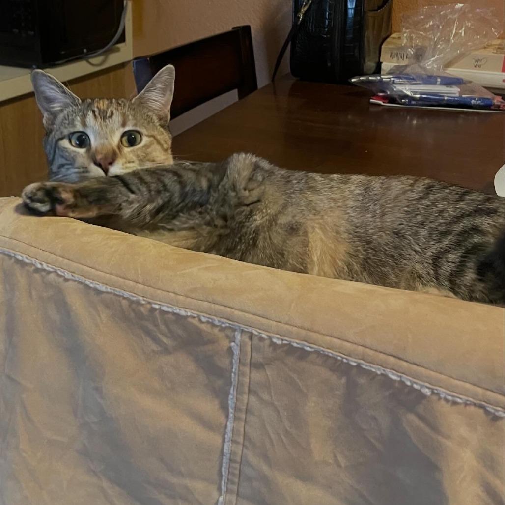 Bangles, a Adoptable Domestic Short Hair in Normal, IL image 3/5