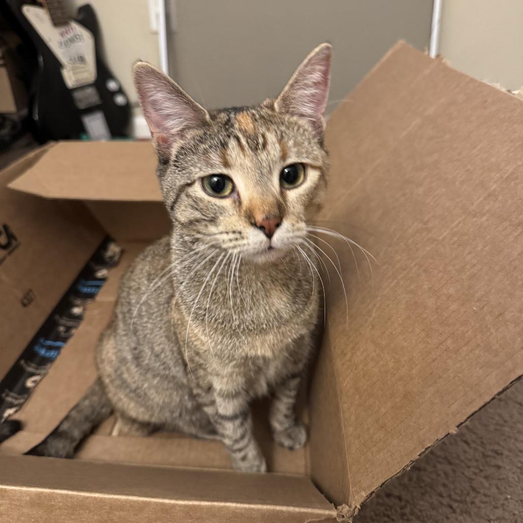 Bangles, a Adoptable Domestic Short Hair in Normal, IL image 4/5