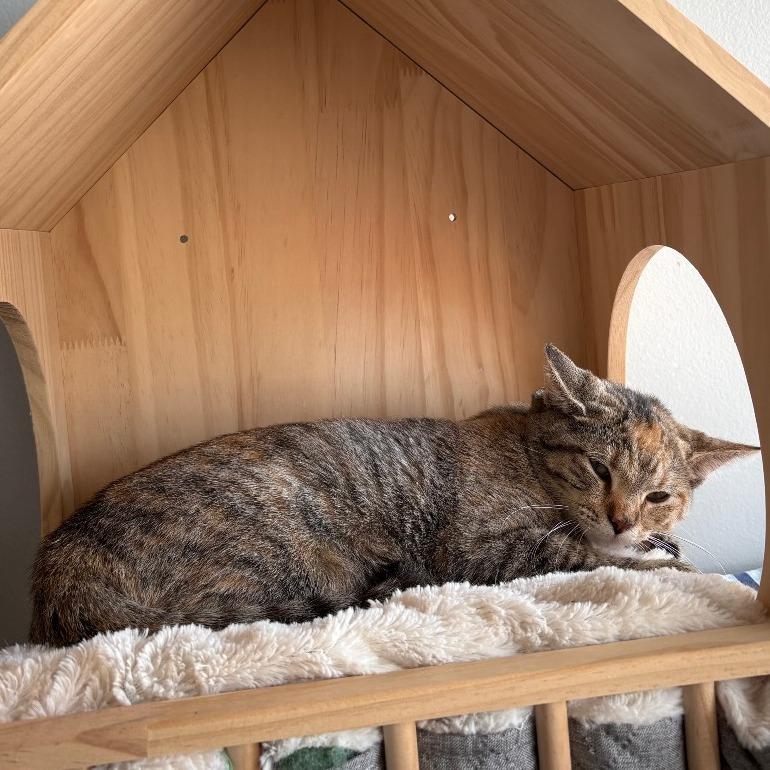 Enlarge Bangles, a Adoptable Domestic Short Hair in Normal, IL image 3/3