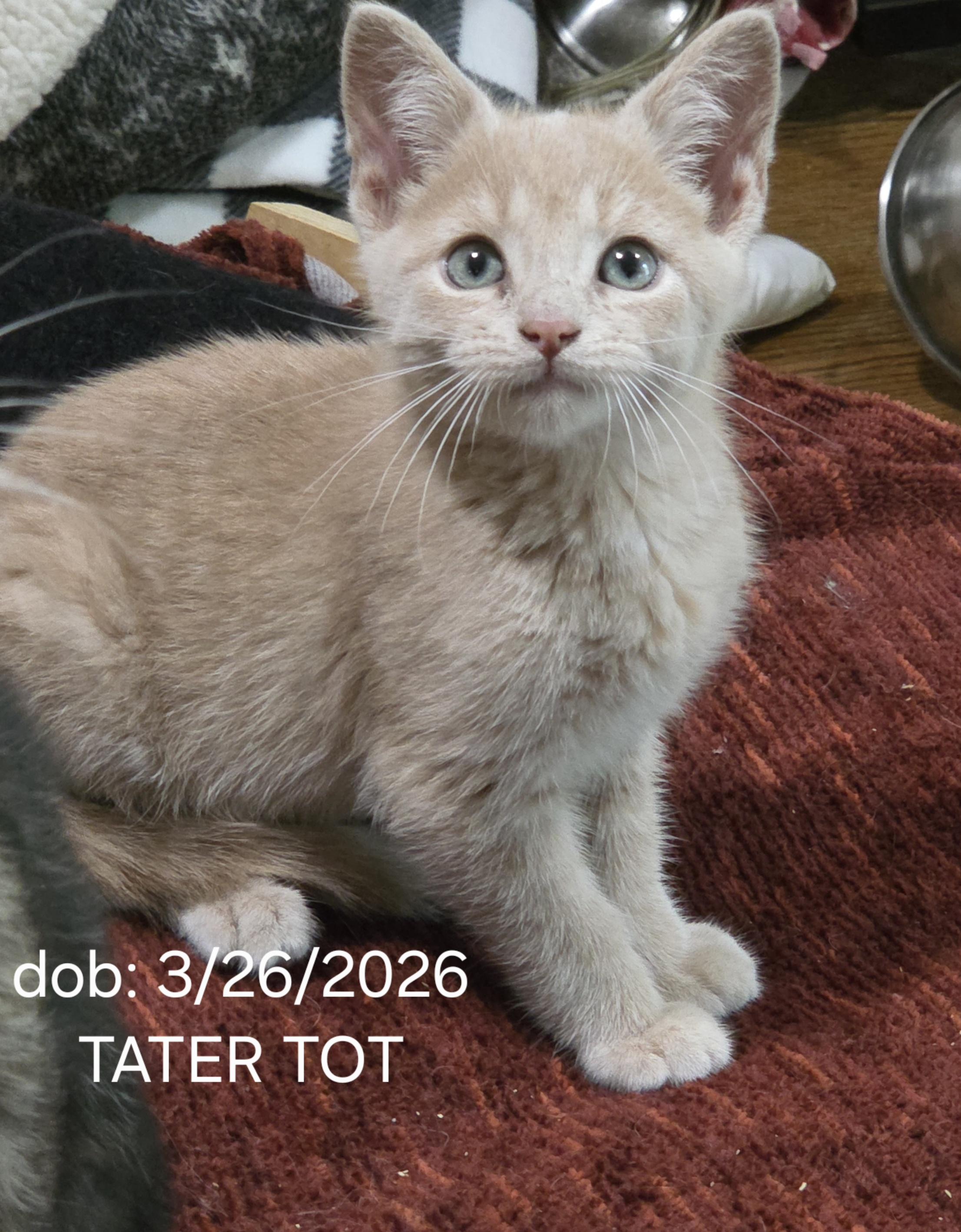 TATOR TOT, ADOPTABLE, Young Male Domestic Short Hair.