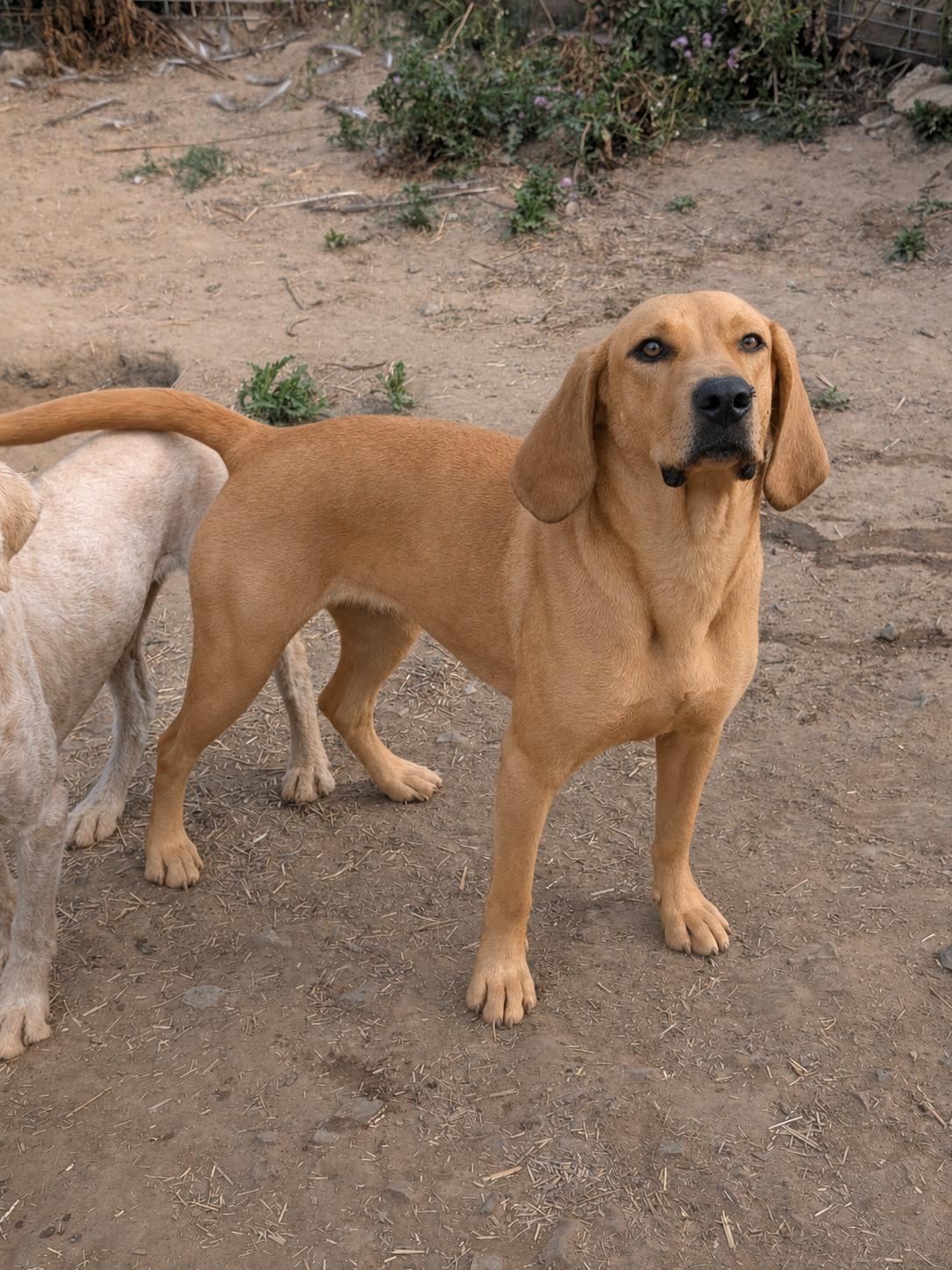 Gracie, ADOPTABLE, Adult Female Coonhound.