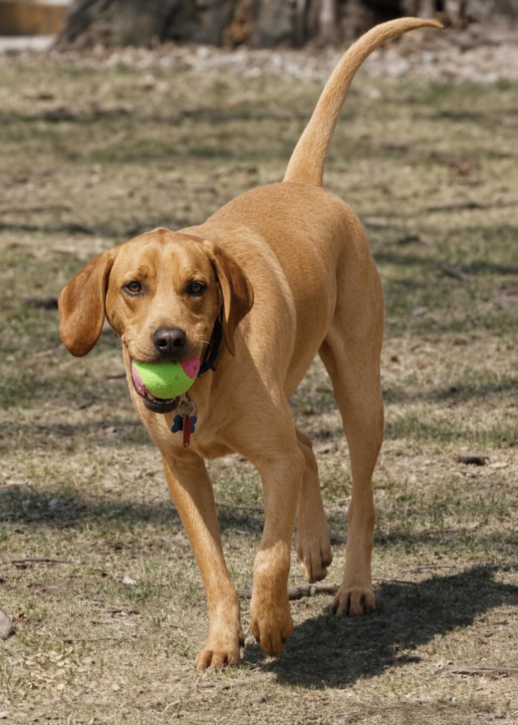 Enlarge Gracie, a ADOPTABLE mixed breed in COEUR D ALENE, ID image 1/2