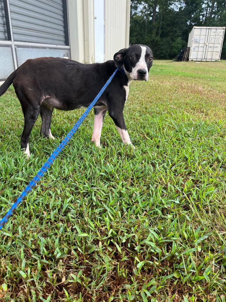 Basil, a Adoptable mixed breed in Saint Francisville, LA image 2/6
