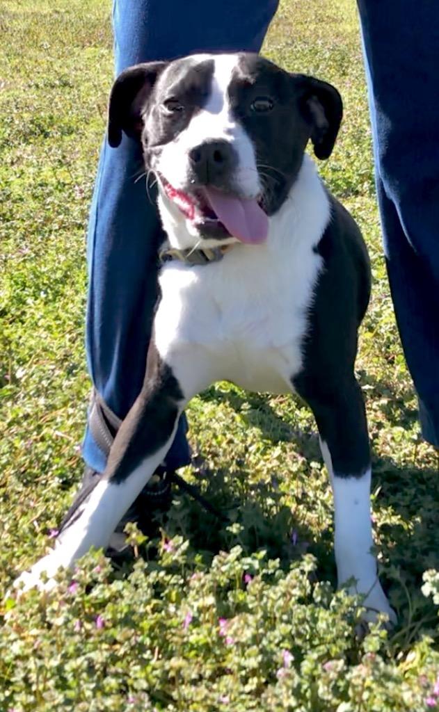 Basil, Adoptable, Adult Female Terrier & Mixed Breed.