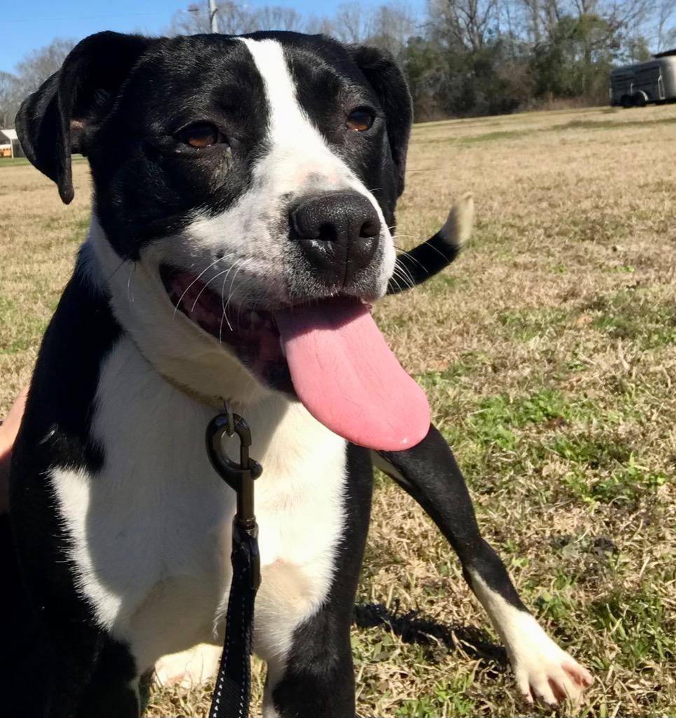 Basil, a Adoptable mixed breed in Saint Francisville, LA image 3/6