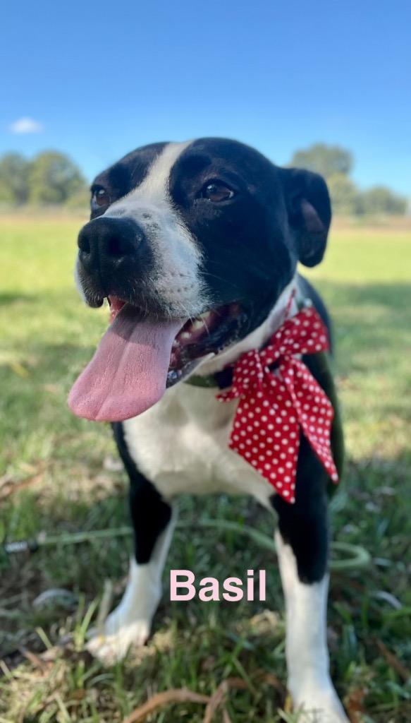 Basil, a Adoptable mixed breed in Saint Francisville, LA image 4/6