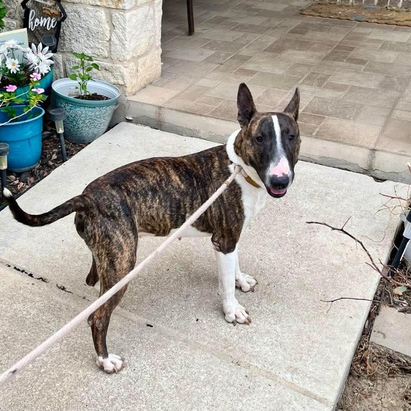 Toby, adopted, Young Male Bull Terrier.