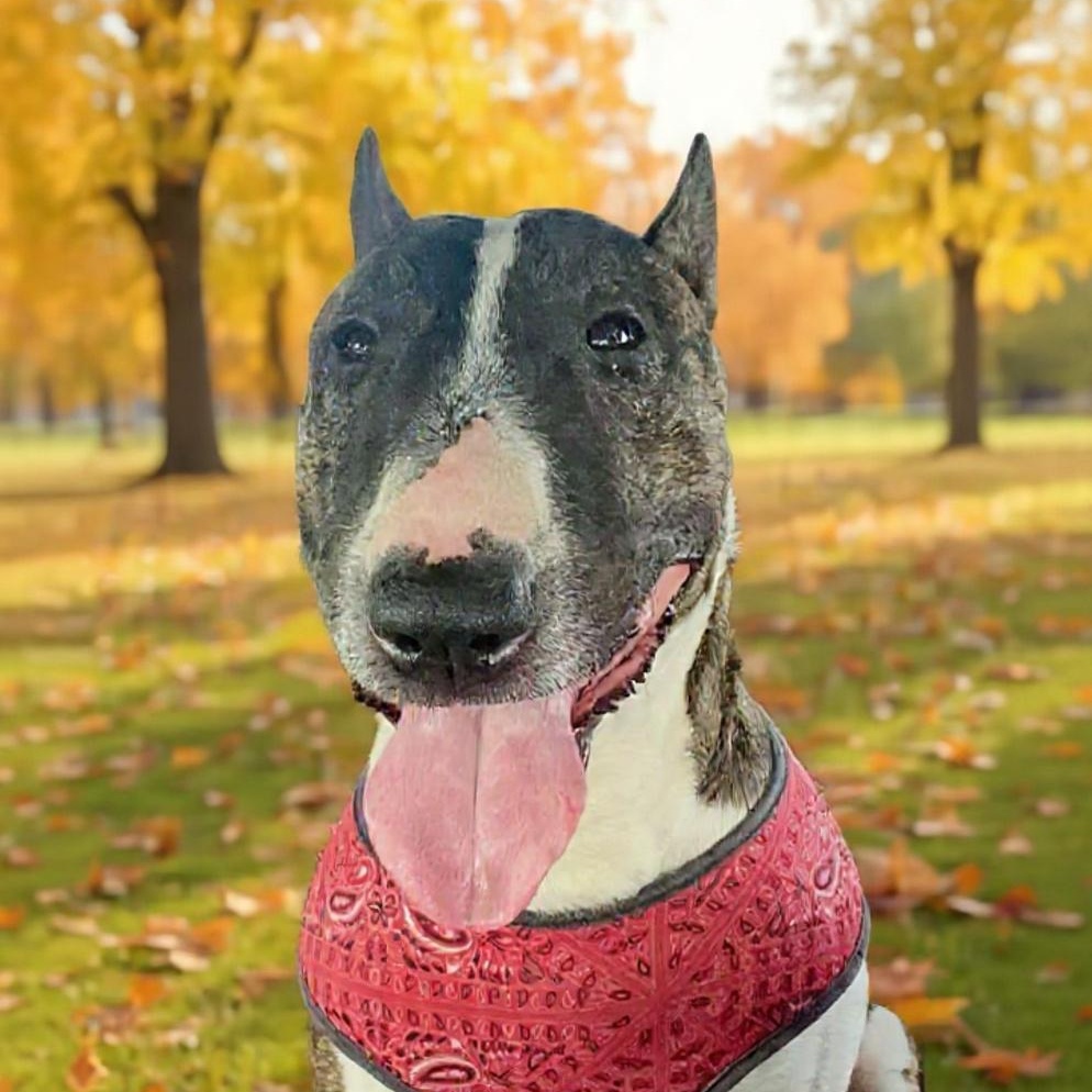 Toby, an adopted Bull Terrier in Federal Way, WA image 6/6