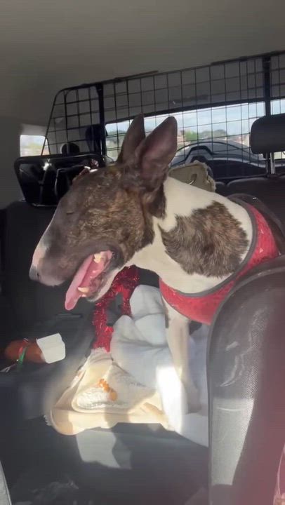Enlarge Toby, an adopted Bull Terrier in Federal Way, WA video 5/6