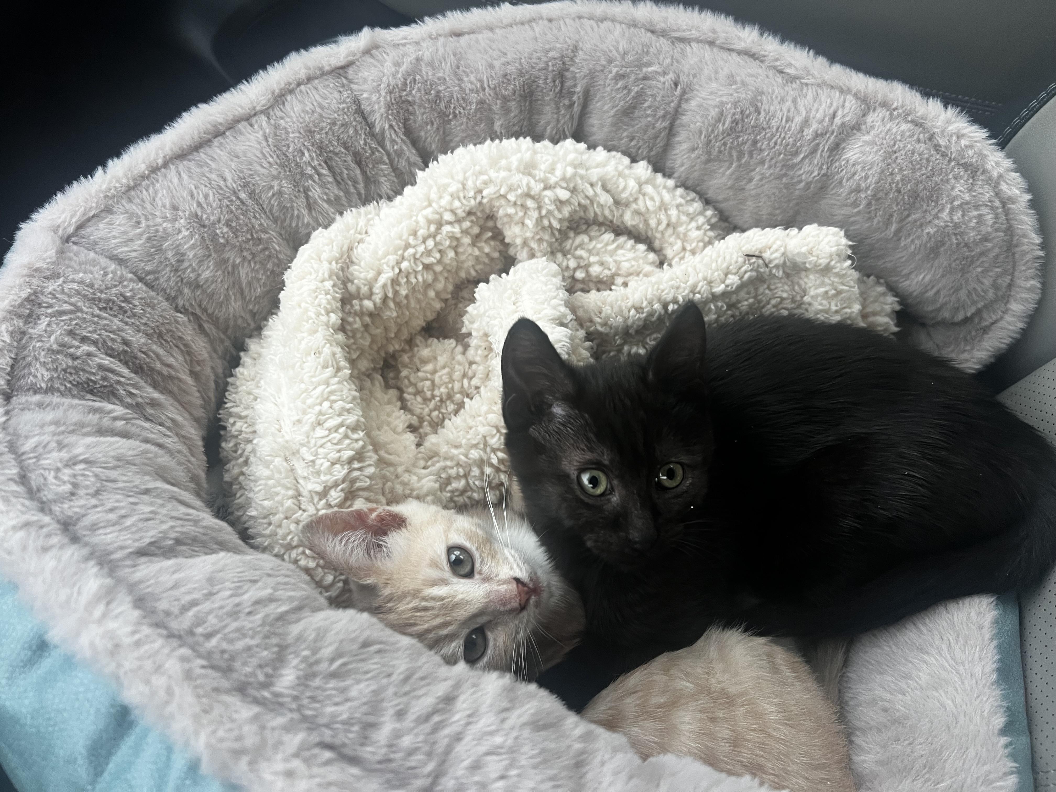 Honey & Spice, ADOPTABLE, Kitten Female Tabby.