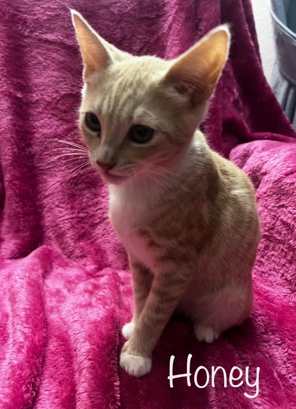 Enlarge Honey & Spice, a ADOPTABLE Tabby in Dixon, CA image 3/5