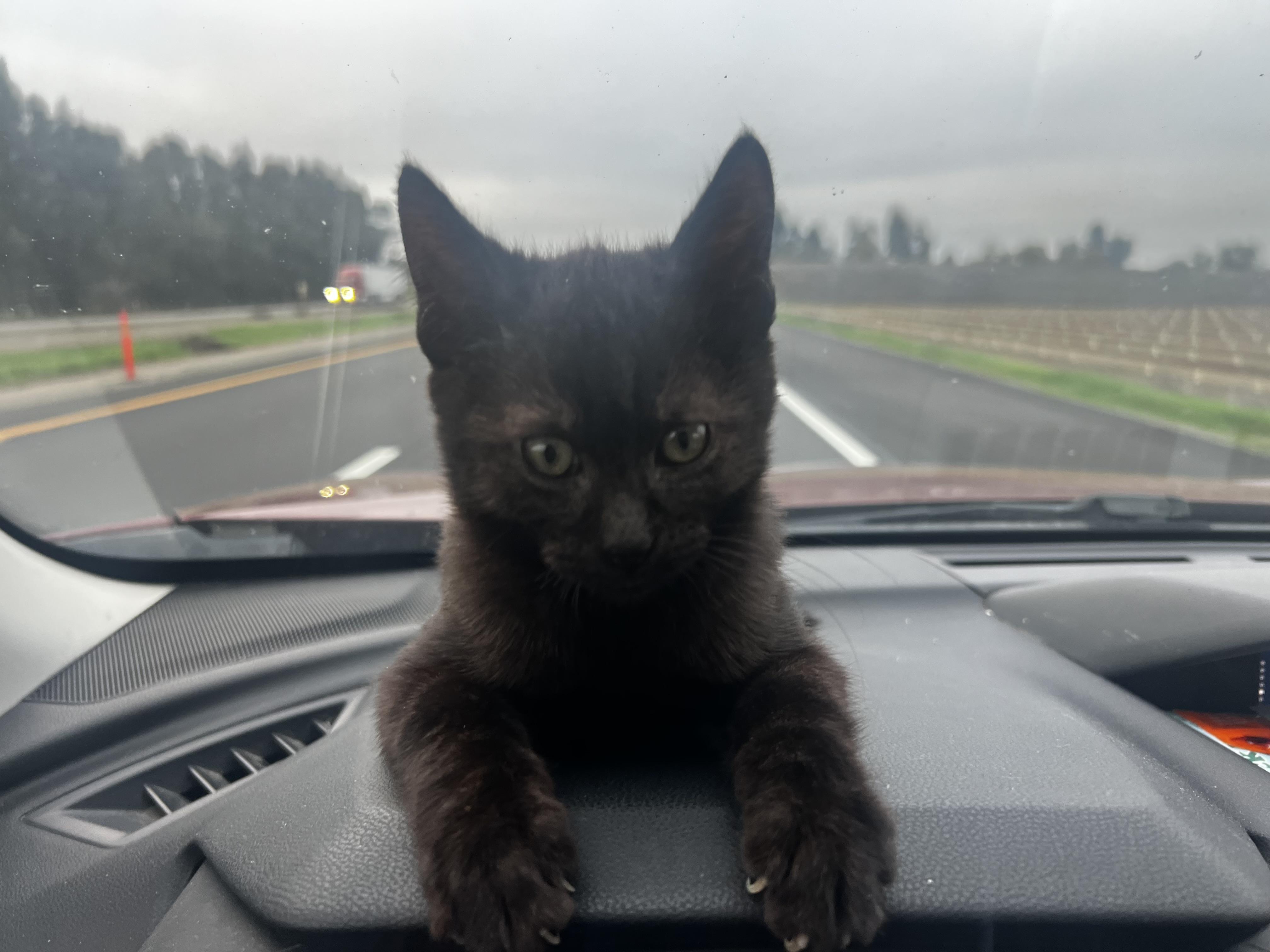 Enlarge Honey & Spice, a ADOPTABLE Tabby in Dixon, CA image 4/5