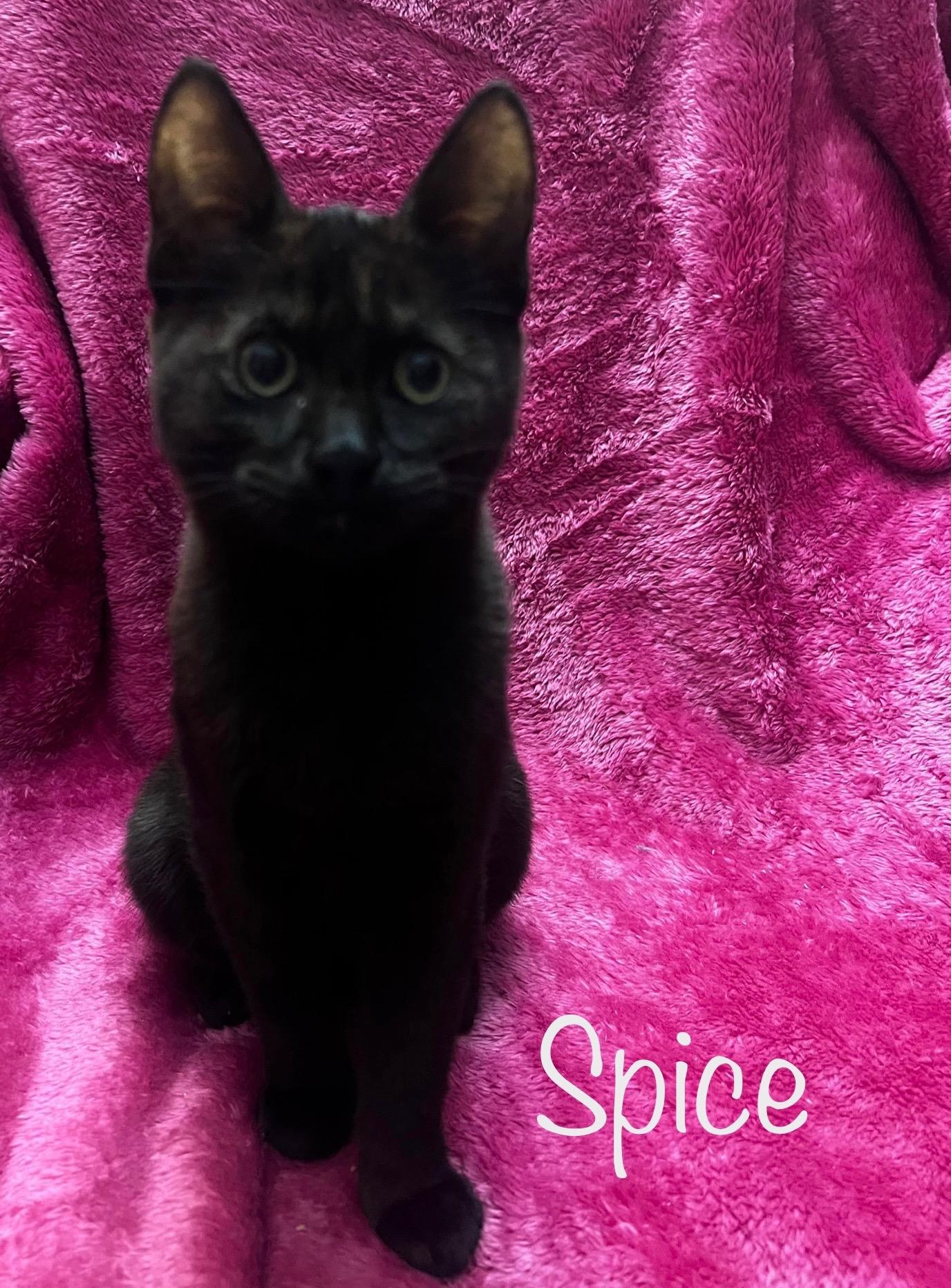 Enlarge Honey & Spice, a ADOPTABLE Tabby in Dixon, CA image 5/5