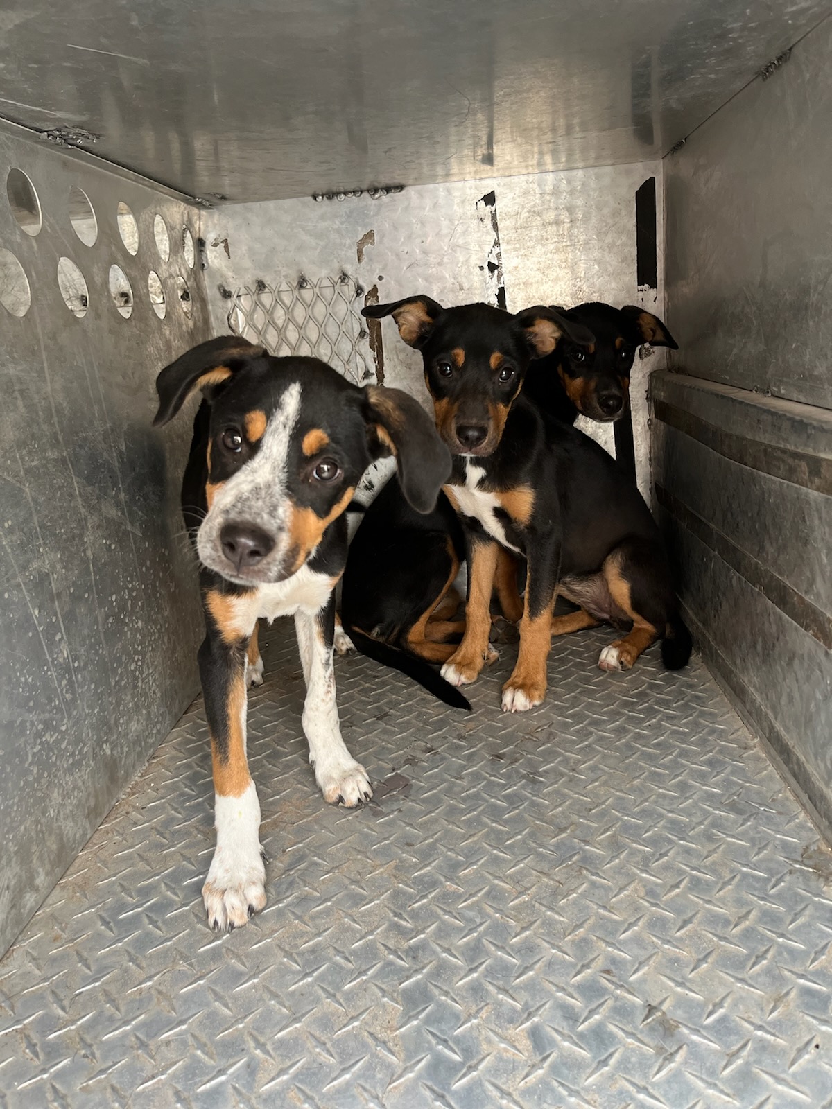 Jackson street 5 pups. 1 male 4 female photo 2