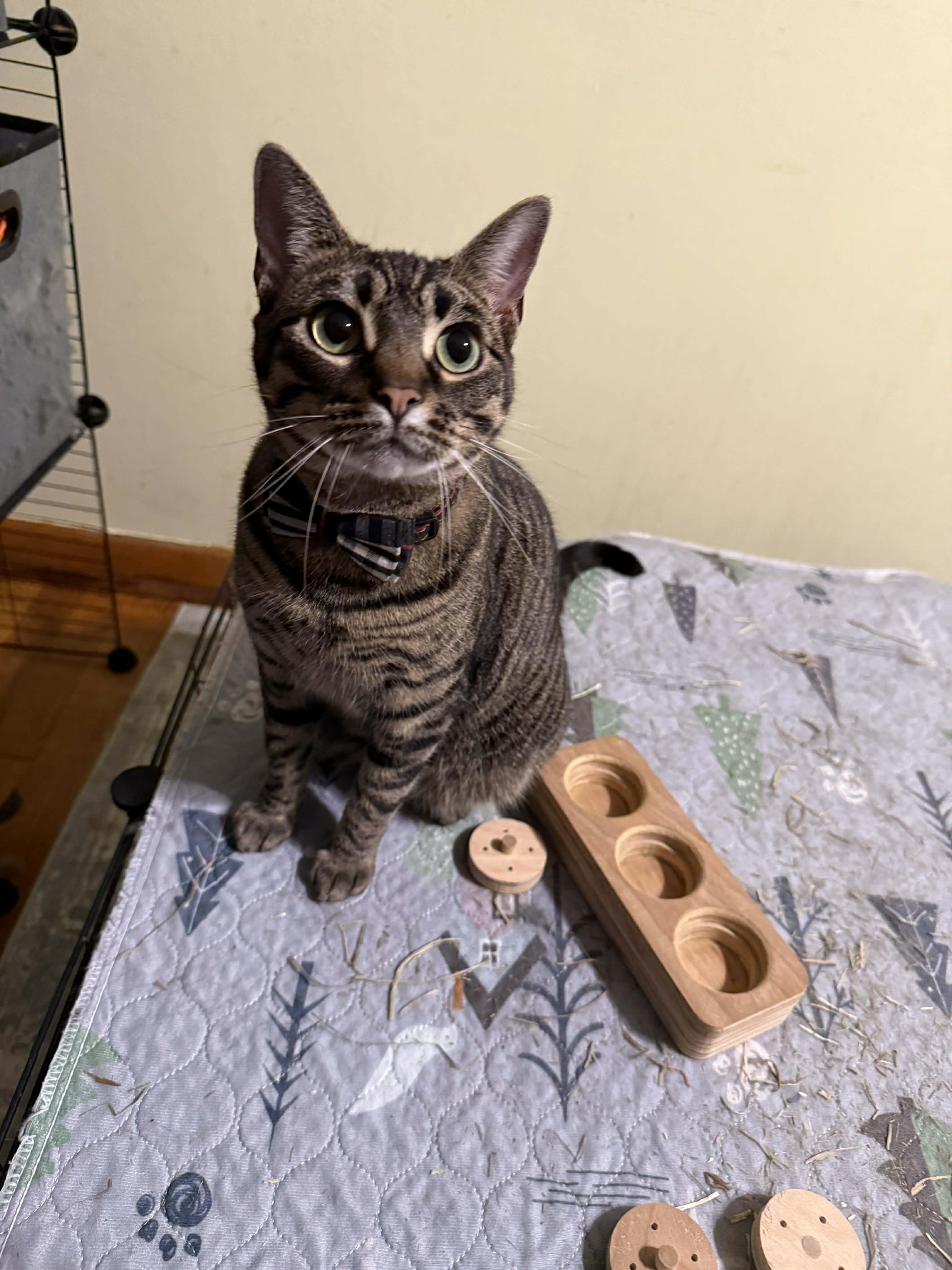 Enlarge Mabel, a Adoptable Tabby in Beckley, WV image 3/6