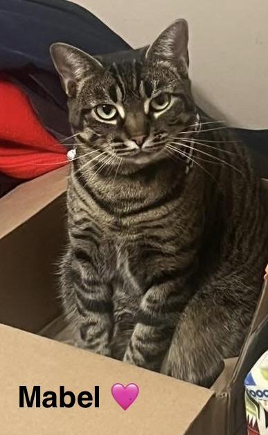 Enlarge Mabel, a Adoptable Tabby in Beckley, WV image 1/6