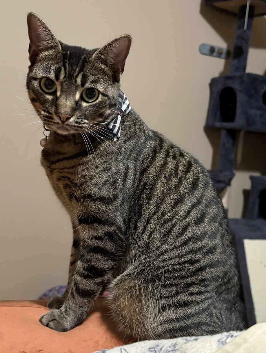 Mabel, Adoptable, Young Female Tabby.