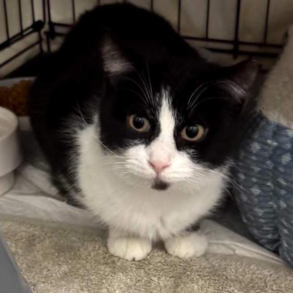 Enlarge Zadie, a ADOPTABLE Domestic Short Hair in Lemoyne, PA image 4/6