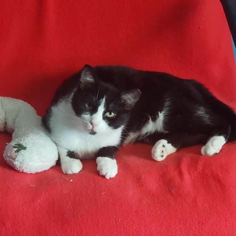 Enlarge Zadie, a ADOPTABLE Domestic Short Hair in Lemoyne, PA image 1/6