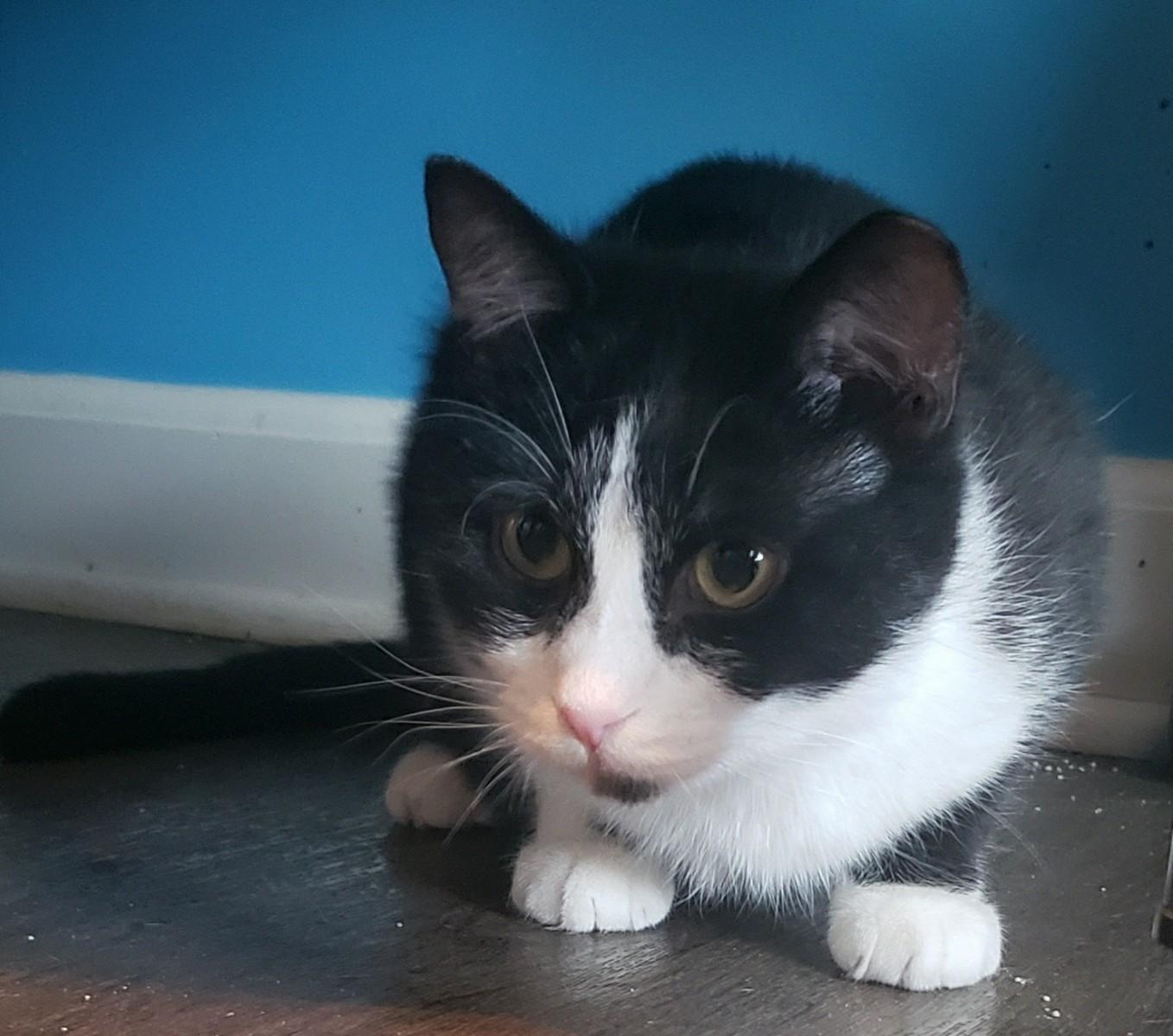 Enlarge Zadie, a ADOPTABLE Domestic Short Hair in Lemoyne, PA image 2/6