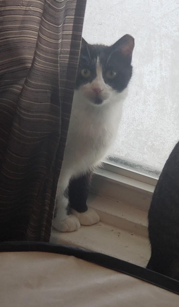 Enlarge Zadie, a ADOPTABLE Domestic Short Hair in Lemoyne, PA image 5/6