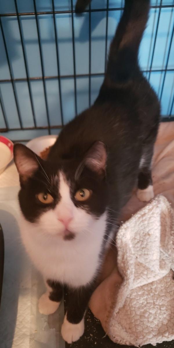 Enlarge Zadie, a ADOPTABLE Domestic Short Hair in Lemoyne, PA image 3/6