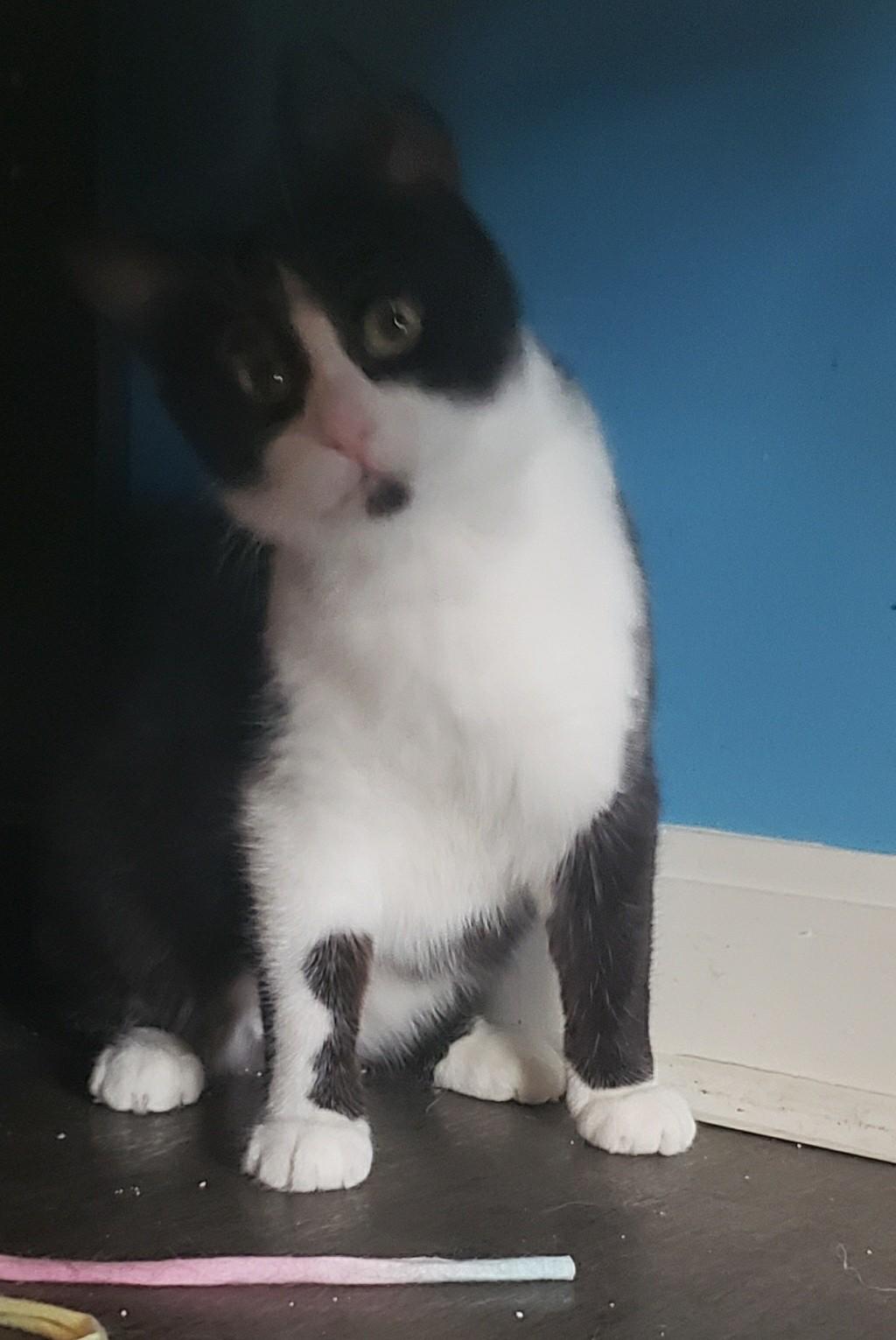 Enlarge Zadie, a ADOPTABLE Domestic Short Hair in Lemoyne, PA image 6/6
