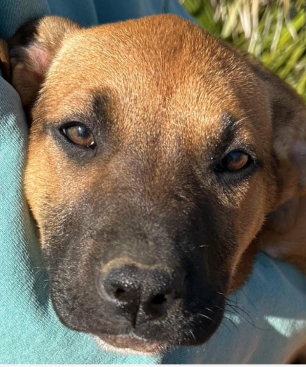 Enlarge IVY, a Adopted mixed breed in Bakersfield, CA image 1/1