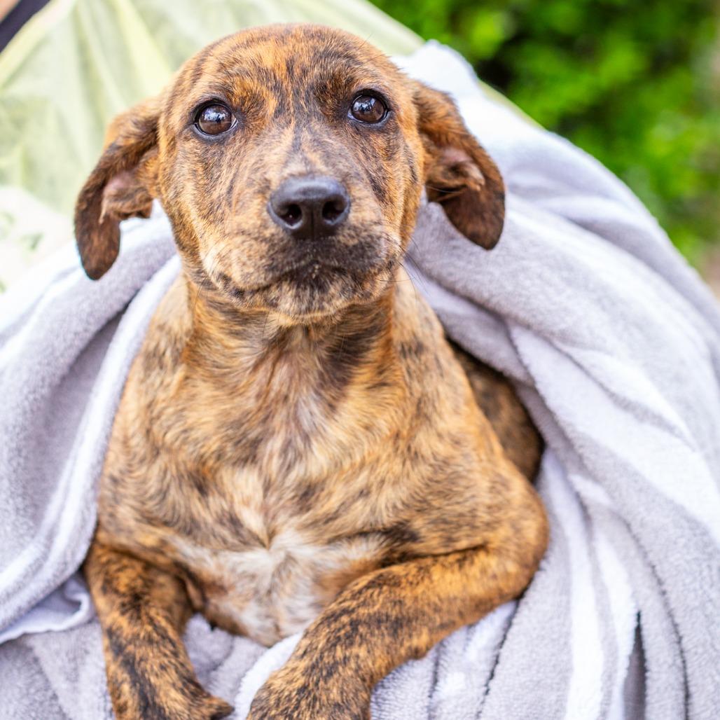 Enlarge Beatrix, a Adoptable mixed breed in Hattiesburg, MS image 1/2