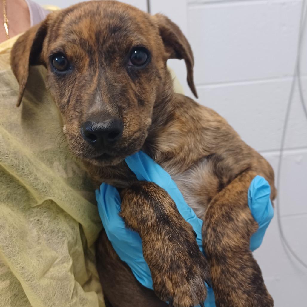 Enlarge Beatrix, a Adoptable mixed breed in Hattiesburg, MS image 2/2