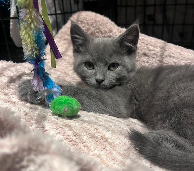 Enlarge Borealis, an adopted Domestic Short Hair in Cleveland, OH image 1/1