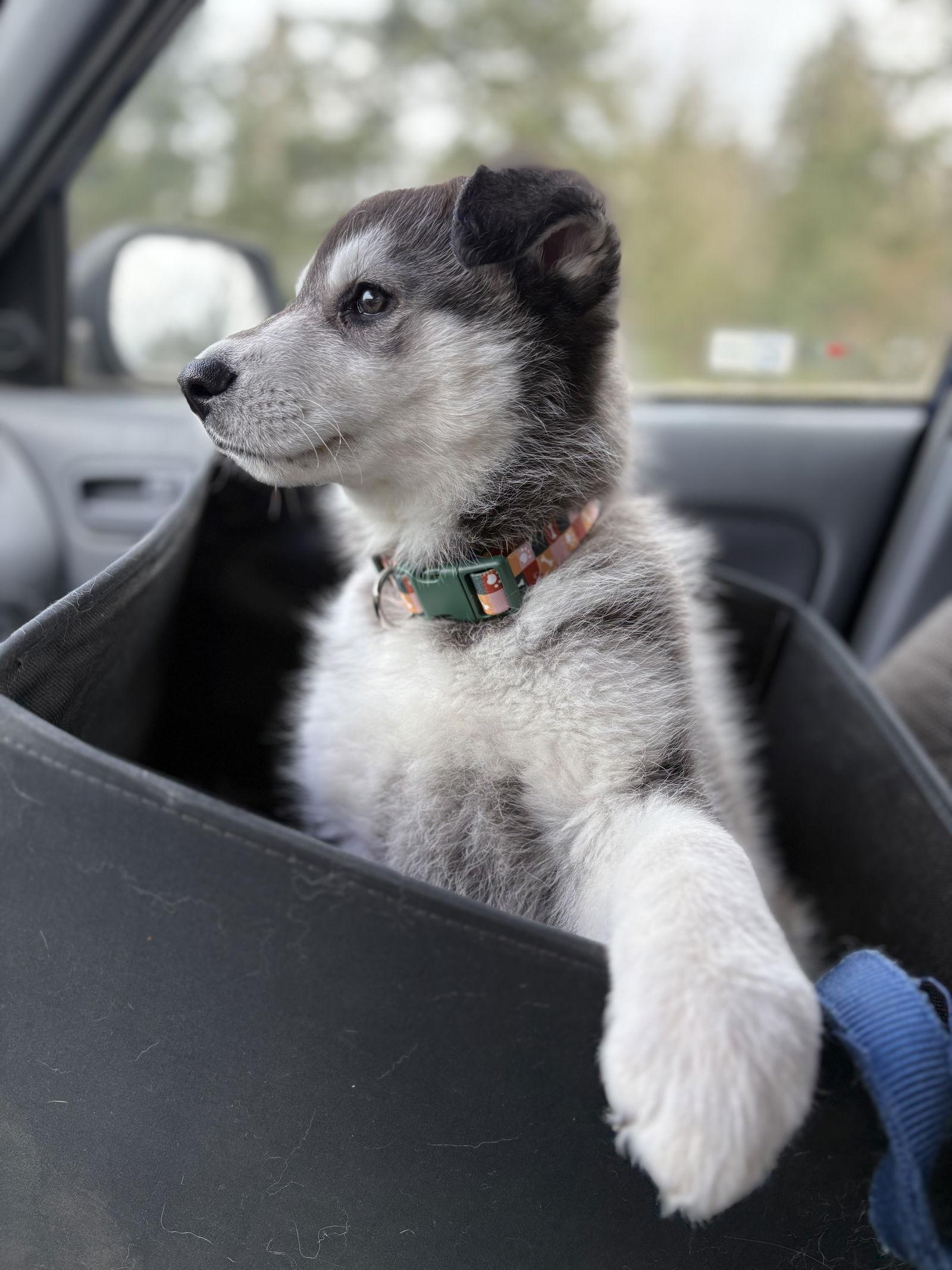 MEEKO, Adoptable, Puppy Male Alaskan Malamute.