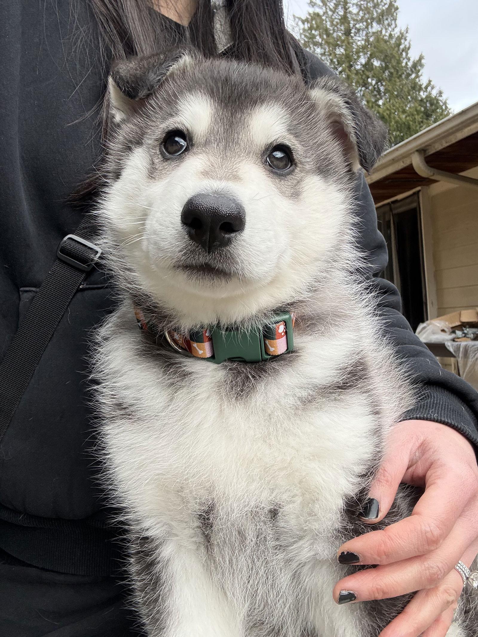 Enlarge MEEKO, a Adoptable Alaskan Malamute in Seattle, WA image 2/3