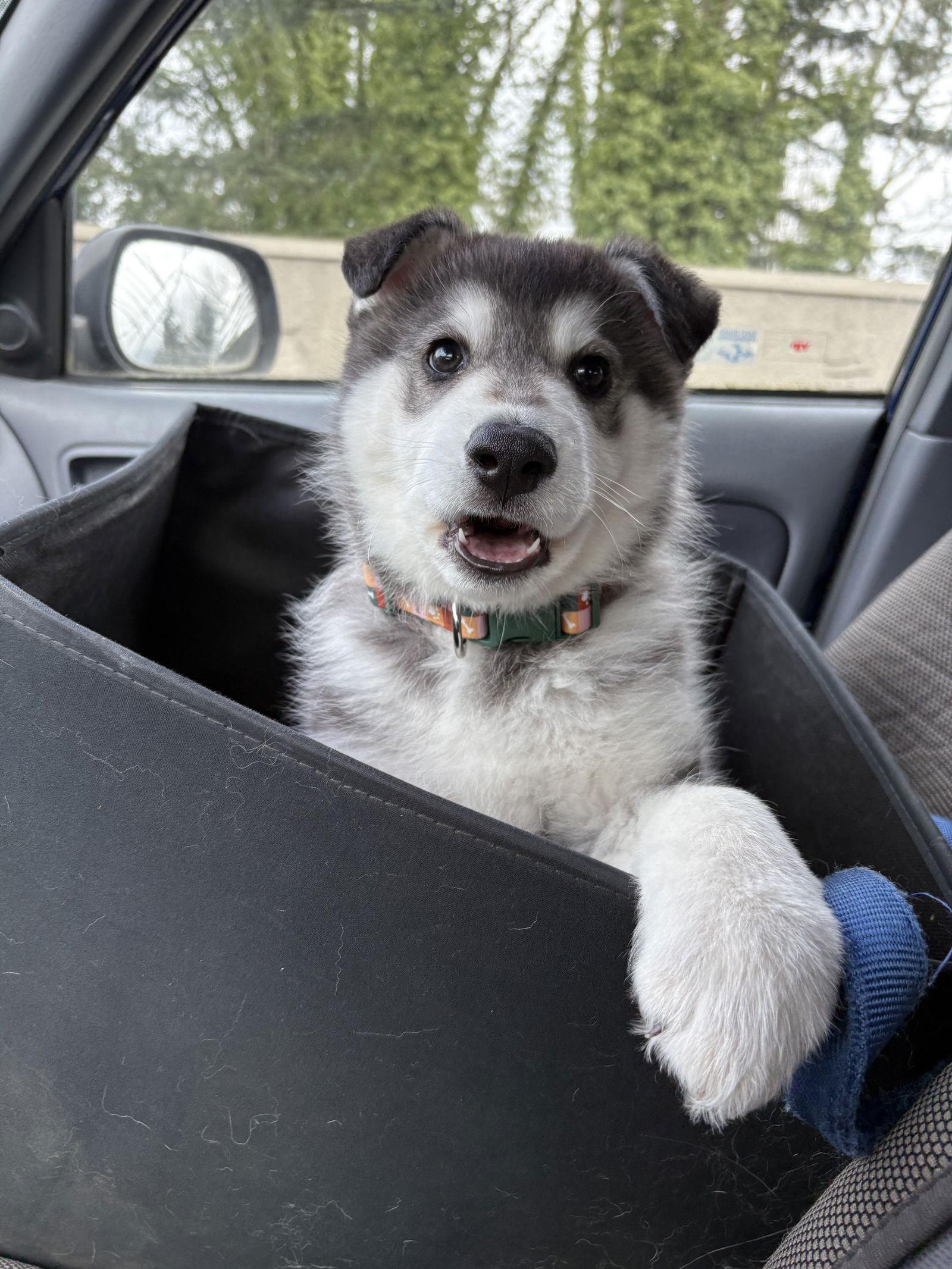 Enlarge MEEKO, a Adoptable Alaskan Malamute in Seattle, WA image 3/3